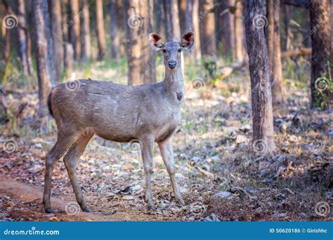 Sambar Deer With Habitat Royalty-Free Stock Image | CartoonDealer.com ...