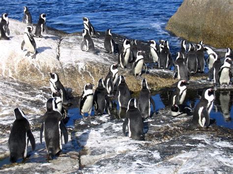 Boulders Beach African Penguin colony | Wildlife Insight