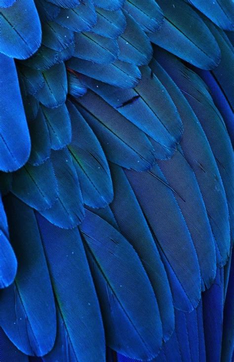 Vint-iets Inspiration | Macaw feathers, Blue feather, Feather