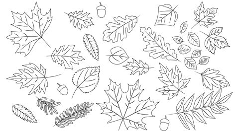 Maple Leaf Outline Vector Art, Icons, and Graphics for Free Download