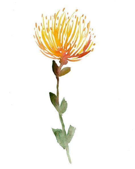 Lehua Flower Drawing