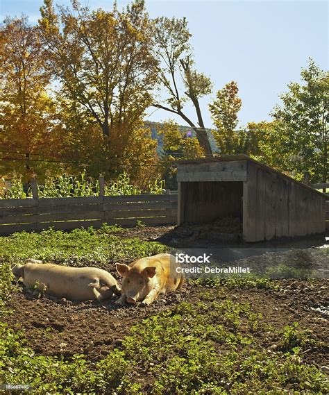 Pig Stye Stock Photo - Download Image Now - Animal, Autumn, Barn - iStock