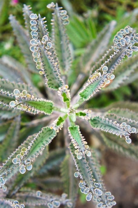 Kalanchoe pinnata stock image. Image of succulent, pinnata - 31783143