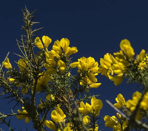 s601070, Gorse by l4ts Via Flickr: Gorse flowers...