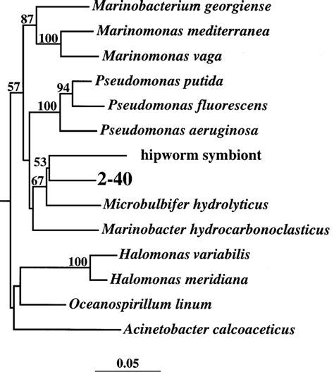 Phylogeny of the 16S rRNA of strain 2-40 and representatives of the ...