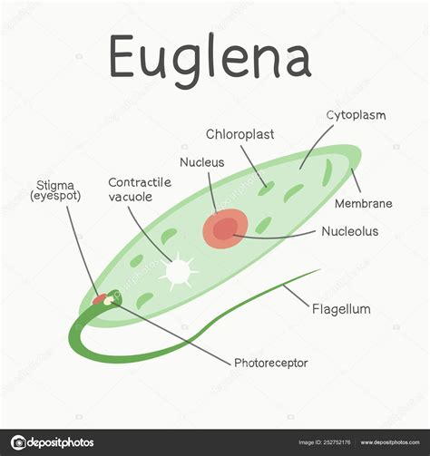 Euglena Structure Microorganism Vector Graphics Stock Vector Image by ...