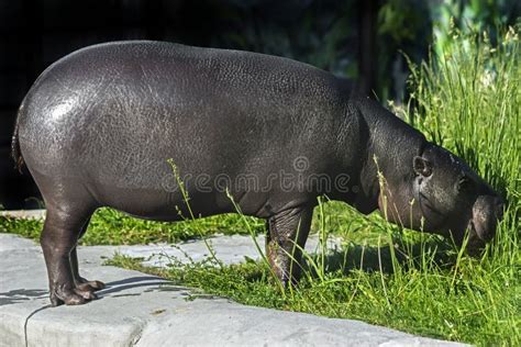 520 Hippopotamus Eating Grass Stock Photos - Free & Royalty-Free Stock ...