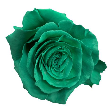 Fresh Teal Green Roses - Farm Direct Delivery - Flower Explosion