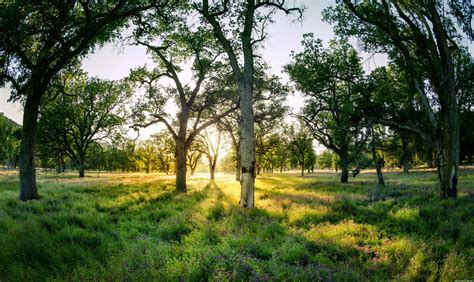 Download Nature Tree 4k Ultra HD Wallpaper by Trey Ratcliff