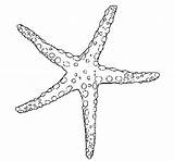 Starfish Coloring Beach Pages Shells Printable Drawing Color Clipart  sketch template