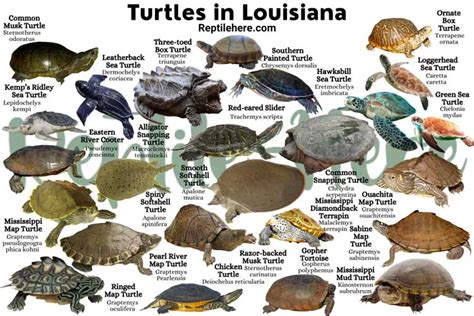 Turtles in Louisiana - 25 Species That are Found Here