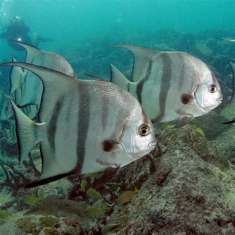 The Atlantic spadefish (Chaetodipterus faber) is a species of marine ...