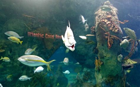 Albuquerque Aquarium - Things to do in Albuquerque - ABQ BioPark