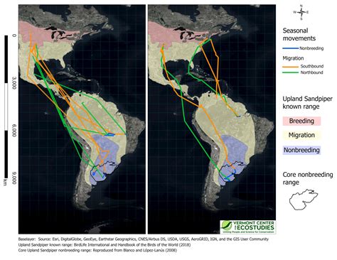 New VCE Study Reveals Surprising Upland Sandpiper Migration Patterns ...