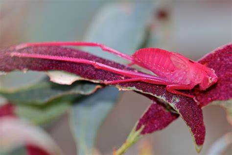 Photos of the Very Rare Pink Katydid