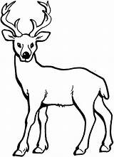 Mule Deer Skull Drawing At PaintingValleycom  Explore Collection Of sketch template