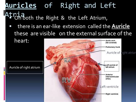 PPT - Chapter 18: Anatomy of the Cardiovascular System PowerPoint Presentation - ID:1897320