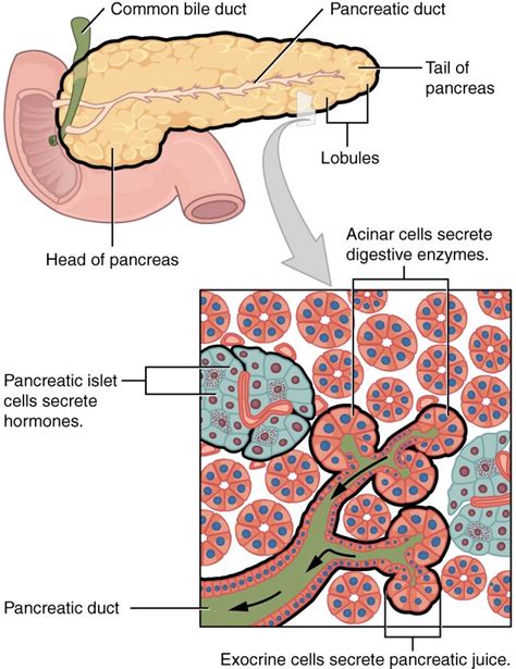 Accessory Organs in Digestion: The Liver, Pancreas, and Gallbladder | Anatomy and Physiology