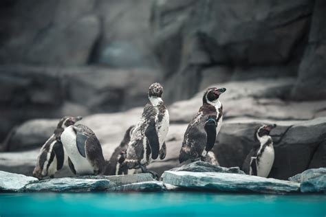 Denver Zoo reveals new penguin habitat