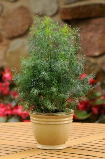 Everything About Growing Dill in Pots | Dill Plant Care