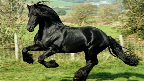 Majestic Friesian Horse in 4K Ultra HD Wallpaper