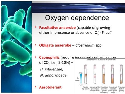 Classification of bacteria