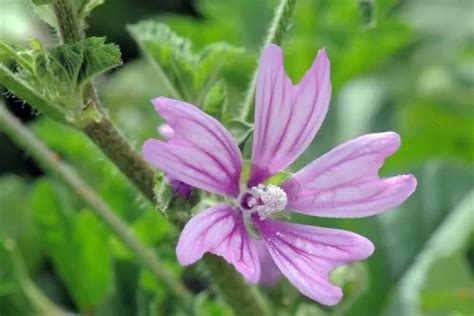 Malva for Skin, the Gentle, Soothing and Softening Flower