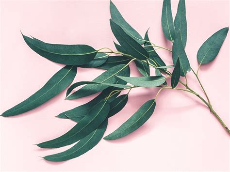 7 Impressive Benefits of Eucalyptus Leaves