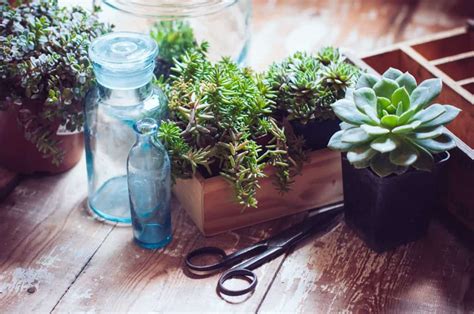 Growing Succulents In Water – Is It A Smart Decision? - Gardening Heavn