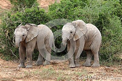 Elephant Twins Stock Photos - Image: 7384533