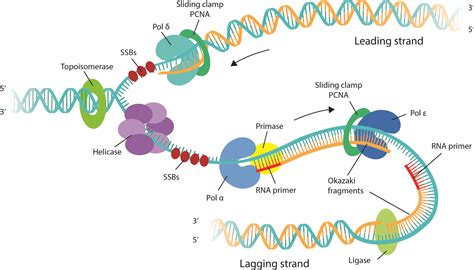 Diagram Of Dna Replication