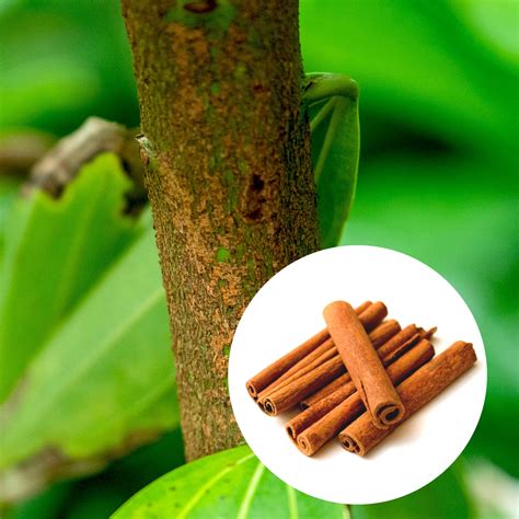 20PCs Cinnamon Tree Seeds, Easy to Grow Spice – Passion For Plantation