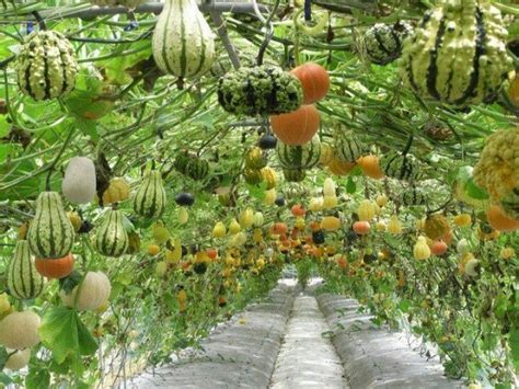 squash trellis | Squash trellis | My Dream Garden | Vertical vegetable ...