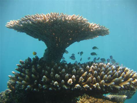 Turning the tables – how table corals are regenerating reefs decades ...