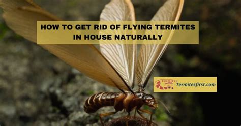 How to Get Rid of Flying Termites in House Naturally: My Secrets – Termites First