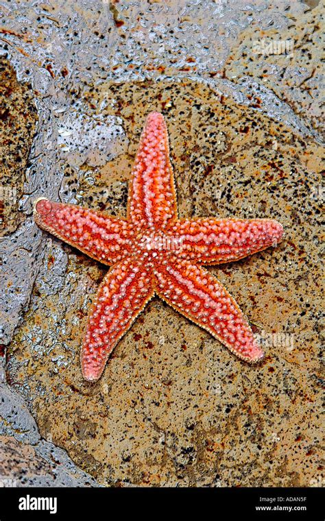 starfish starfishes star fish star fishes ocean life sea sea life Stock Photo: 4361566 - Alamy