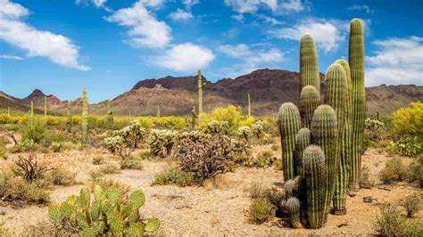 50 Desert Plants - 10 Most Common + 40 Others with Pics & Facts