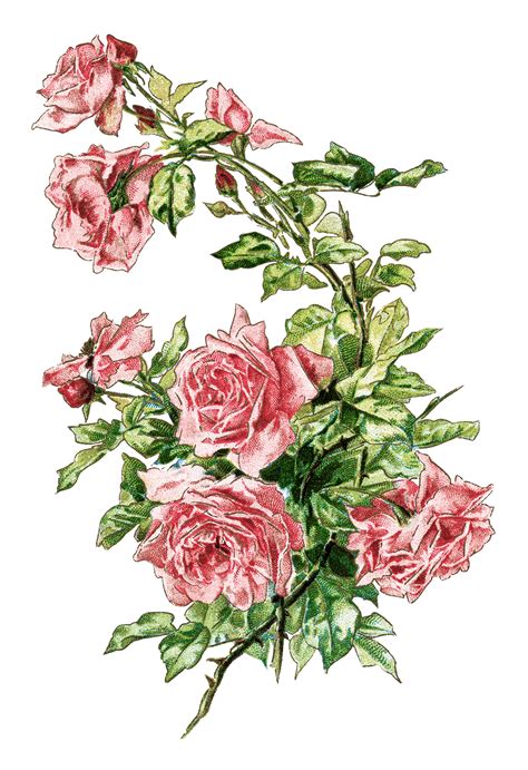 Free Vintage Roses Images, Download Free Vintage Roses Images png images, Free ClipArts on ...