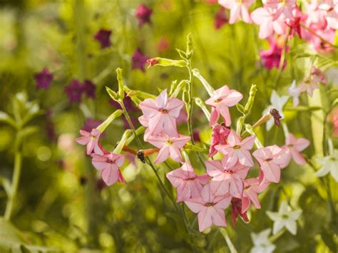 Growing Nicotiana: Information On The Nicotiana Plant