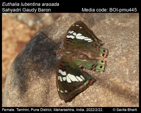 Euthalia lubentina (Cramer, [1777]) - Gaudy Baron | Butterfly