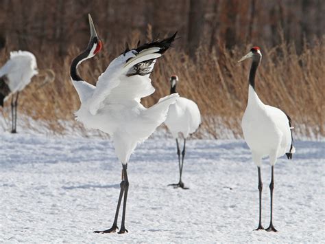 Red-crowned Crane - eBird