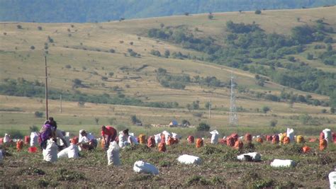 ROMANIA, MOECIU, AUGUST 25, Farmers Harvesting Potatoes Crop In Field ...