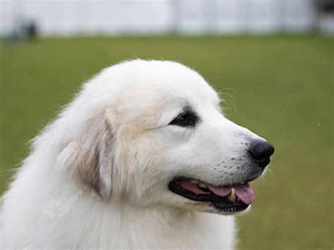 Pyrenean Mountain Dog | Breeds A to Z | The Kennel Club