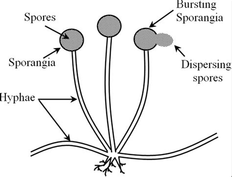 Spore formation - monkeyskaser