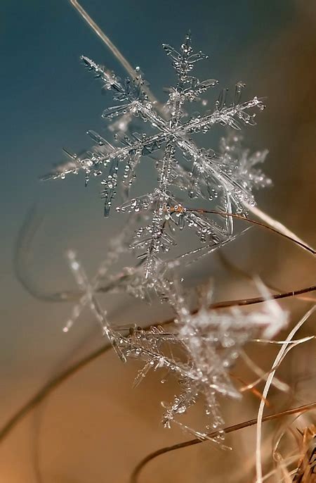 Close Up Photos of Snowflakes