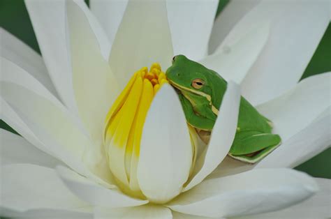 A tiny frog gets cozy inside a white waterlily. | Water lilies, Lily pond, Incredible creatures