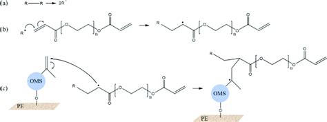 Mechanism for the radical polymerization of PEGDA with the methacrylate... | Download Scientific ...