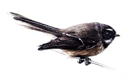 Fantail In Color Drawing by Malcolm Bowling