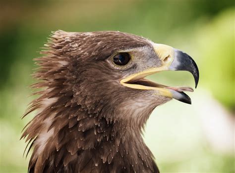 Premium Photo | Golden eagle close up