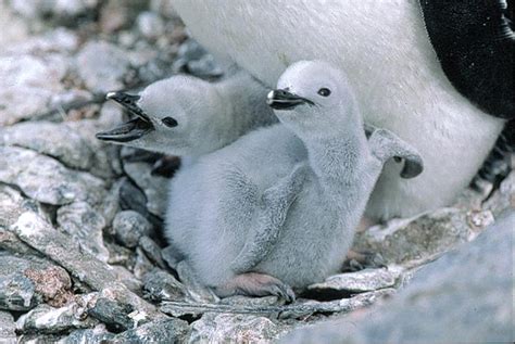 Chinstrap penguin pictures - Pygoscelis antarctica